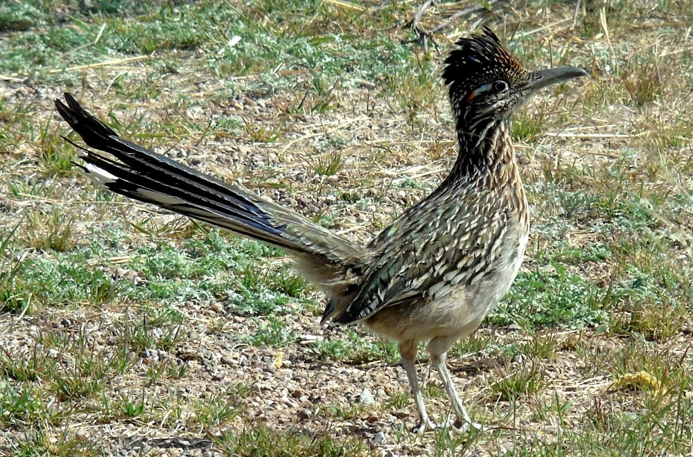 Patagonia Lake, AZ - Apr. 22, 2016
