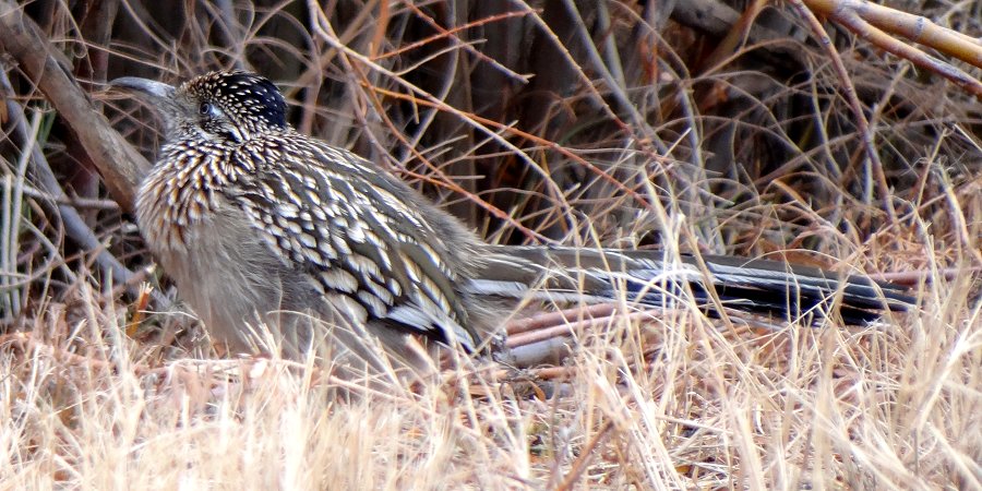 Bosque del Apache, NM - Dec. 20, 2011