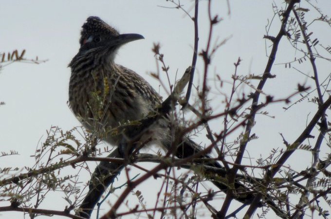 Santa Cruz Flats, AZ - Mar. 8, 2016