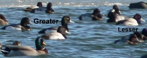 Sodus Bay, NY - Mar. 6, 2006 (Lesser Scaup at right)
