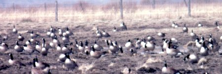 South of Ottawa, ON - Apr. 26, 1990