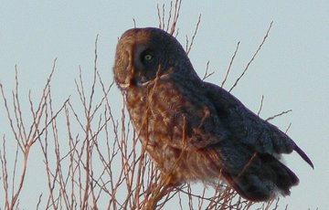 Giroux Road, E. of Ottawa, ON - Feb. 12, 2006