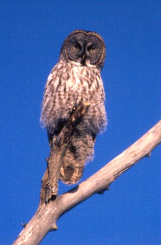 Aylmer, QC - Jan. 17, 1987