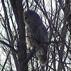 Rifle Road, W. of Ottawa. ON - Feb. 5, 2005