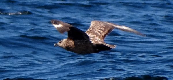 On pelagic from Lower West Pubnico, NS - Aug. 16, 2014