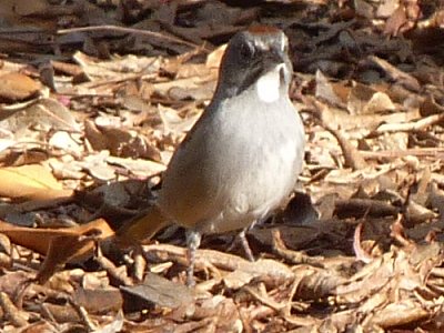 Boyce-Thompson Arboretum State Park, Superior, AZ - Dec. 26, 2010