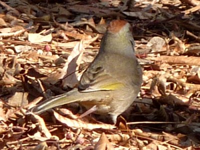Boyce-Thompson Arboretum State Park, Superior, AZ - Dec. 26, 2010