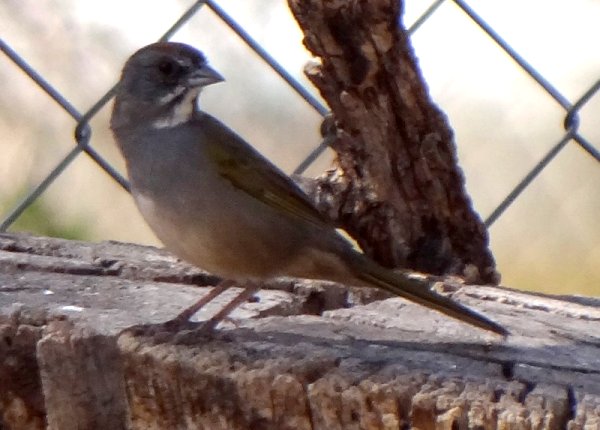 Patagonia, AZ - Mar. 19, 2013