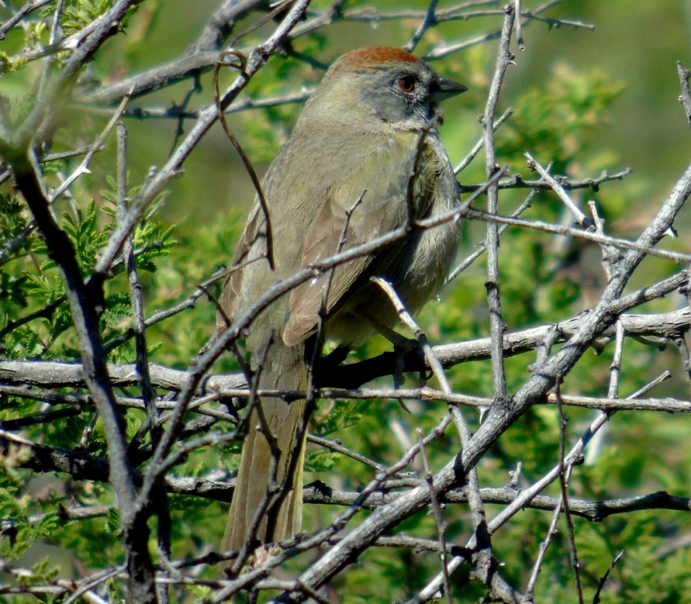 Peppersauce Canyon, AZ - Apr. 27, 2016