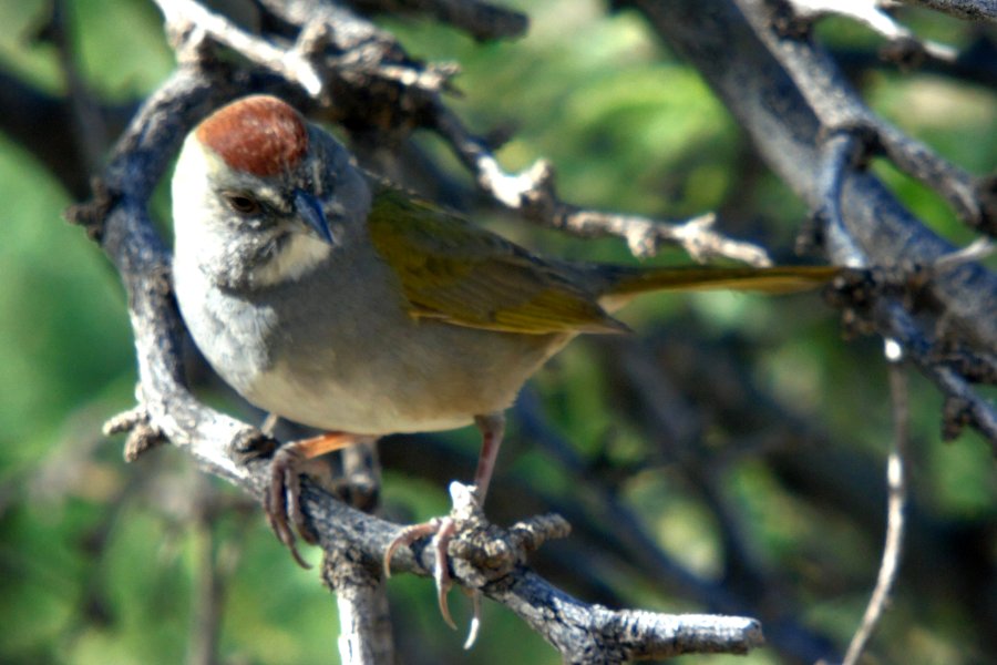 Boyce-Thompson Arboretum State Park, Superior, AZ - Apr. 23, 2016