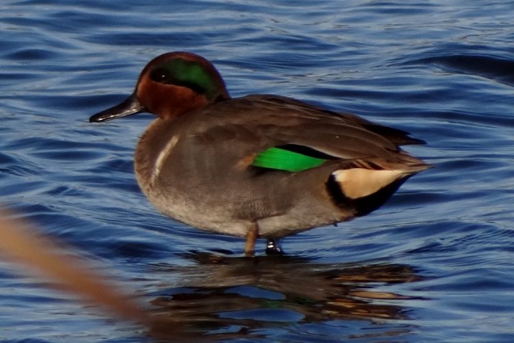 French Basin Trail, Annapolis Royal, NS - Oct. 29, 2013 - male