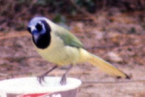 Bensten - Rio Grande State Park, TX - Apr. 1, 1986