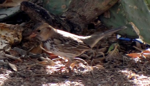 Himmel Park, Tucson, AZ - Jan. 9, 2014 - immature