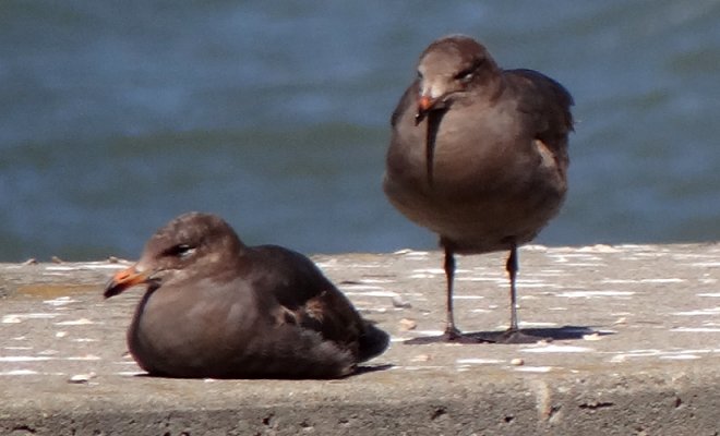 San Francisco, CA - May 1, 2013 - first winter
