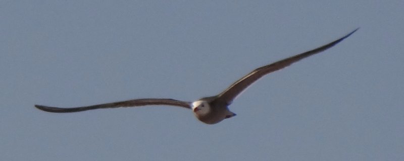 South of Obsidian Butte, Salton Sea, CA - Apr. 22, 2013 - adult breeding plumage