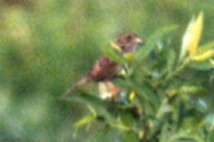 N. of St. Williams, ON - Jun. 5, 1989