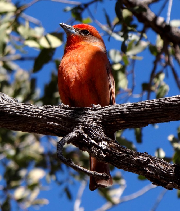 Madera Canyon, AZ - Mar. 1, 2013 - male