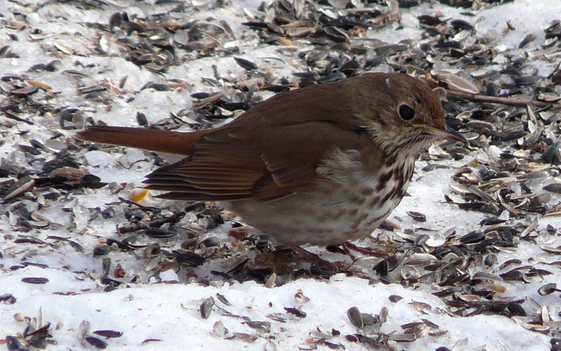 Hurdman Park, Ottawa, ON - Feb. 26, 2011