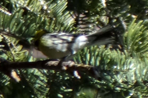 Miller Canyon, AZ - Apr. 16, 2013 - possible Hermit/Townsend's hybrid