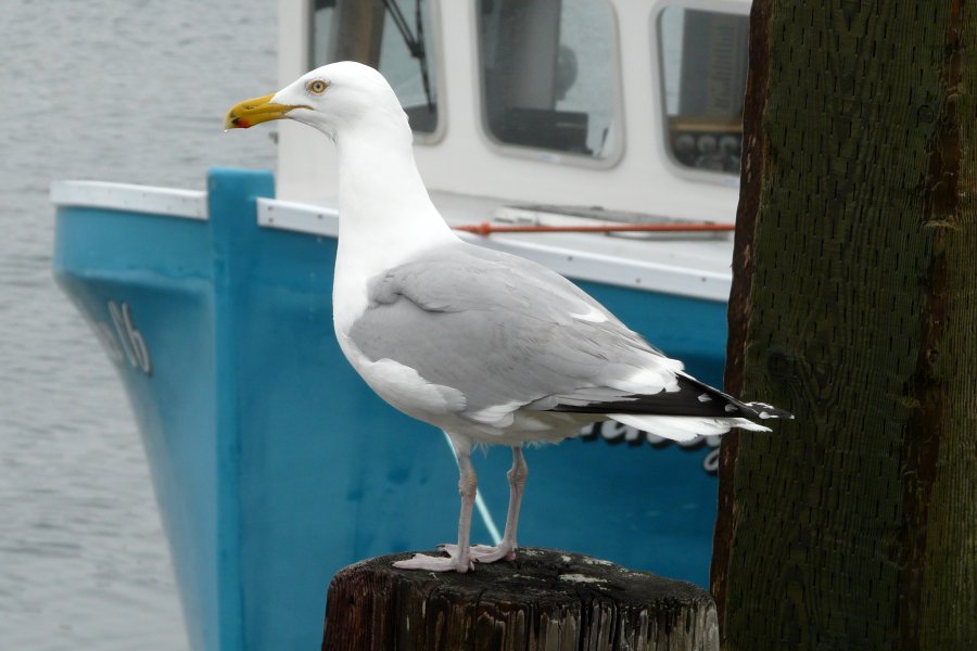 Daniel's Head, Cape Sable Island, NS - Apr. 29, 2011 - breeding plumage