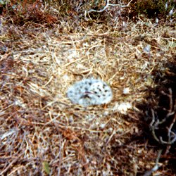 Brier Island, NS - June 8, 1974 - young