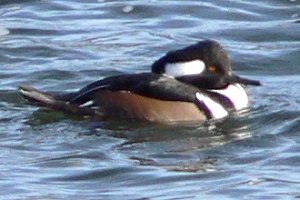 Strathcona Park, Ottawa, ON - Dec. 1, 2007 - male