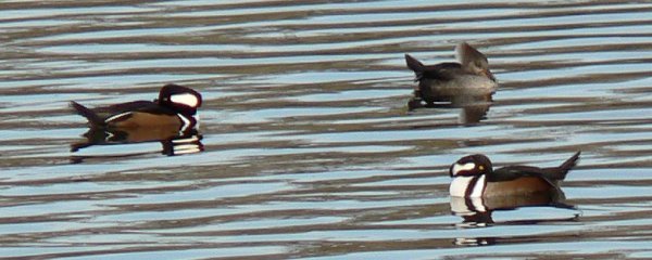 Strathcona Park, Ottawa, ON - Nov. 4, 2007 - 2 males, 1 female (upper right)