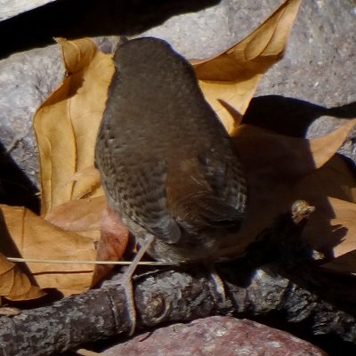 Madera Canyon, AZ - Jan. 3, 2012