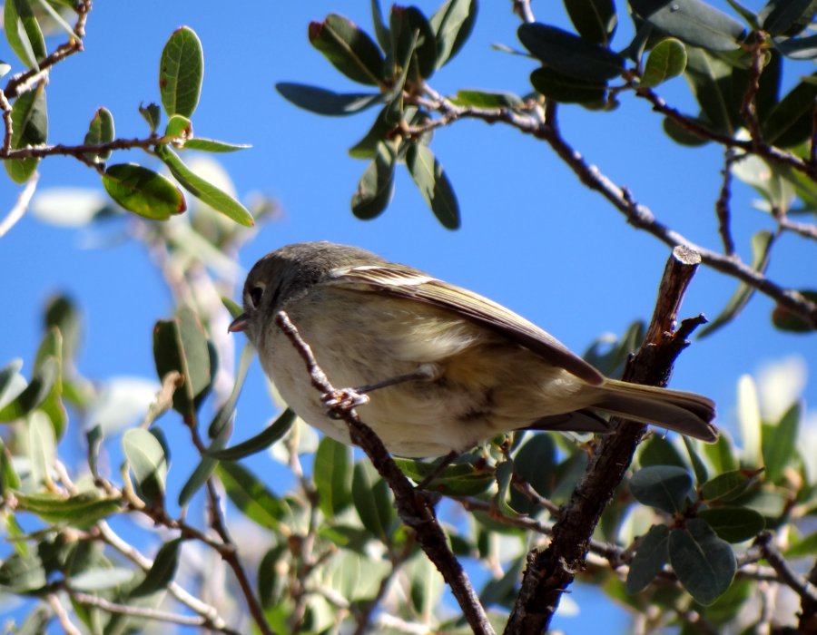 Florida Canyon, AZ - Jan. 9, 2012