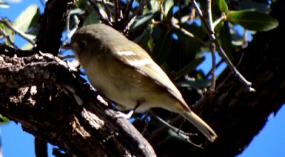 Florida Canyon, AZ - Jan. 9, 2012