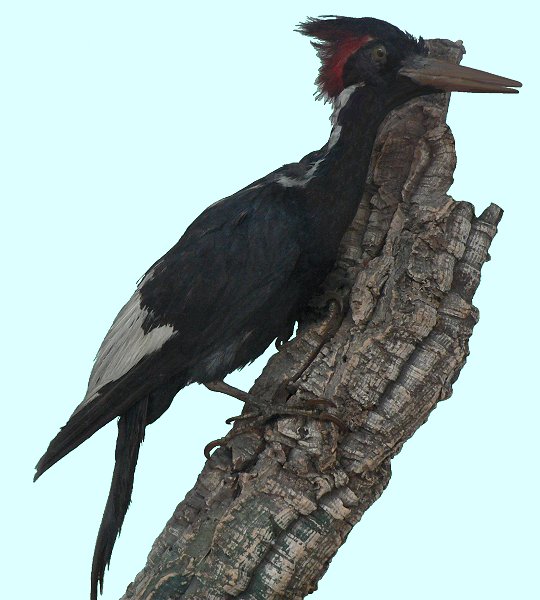 N. of Portland, ME - Dec. 30, 2005 (specimen at Gilsland Farm Audubon Center)