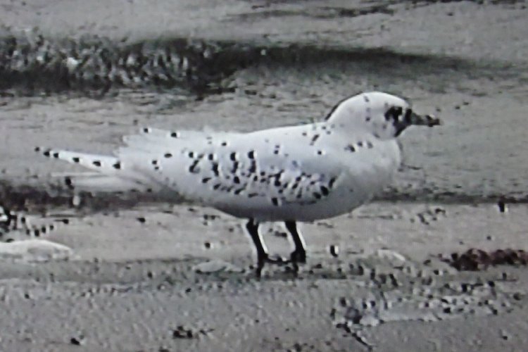 Lake Dor&eacute;, ON - Nov. 13, 1995