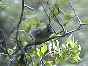 Aguirre Springs, NM - Apr. 27, 2003