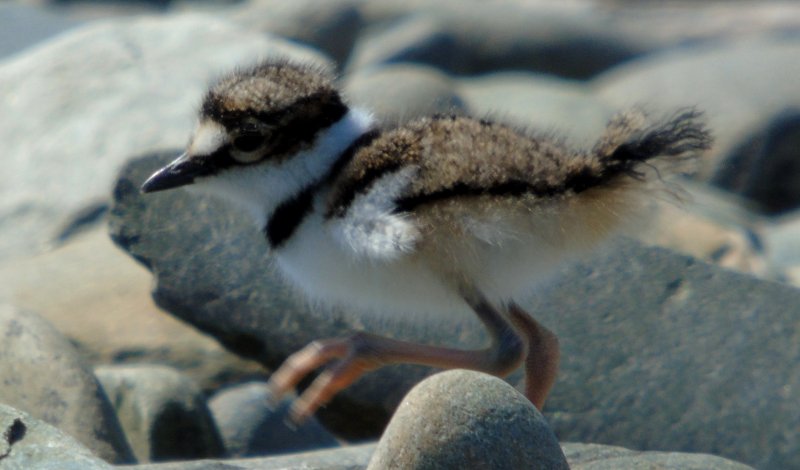 Pinkney's Point, NS - May 24, 2015 - chick