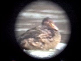 Mouth of the Jock River, n. Manotick, ON - Dec. 17, 1993 - immature male through scope