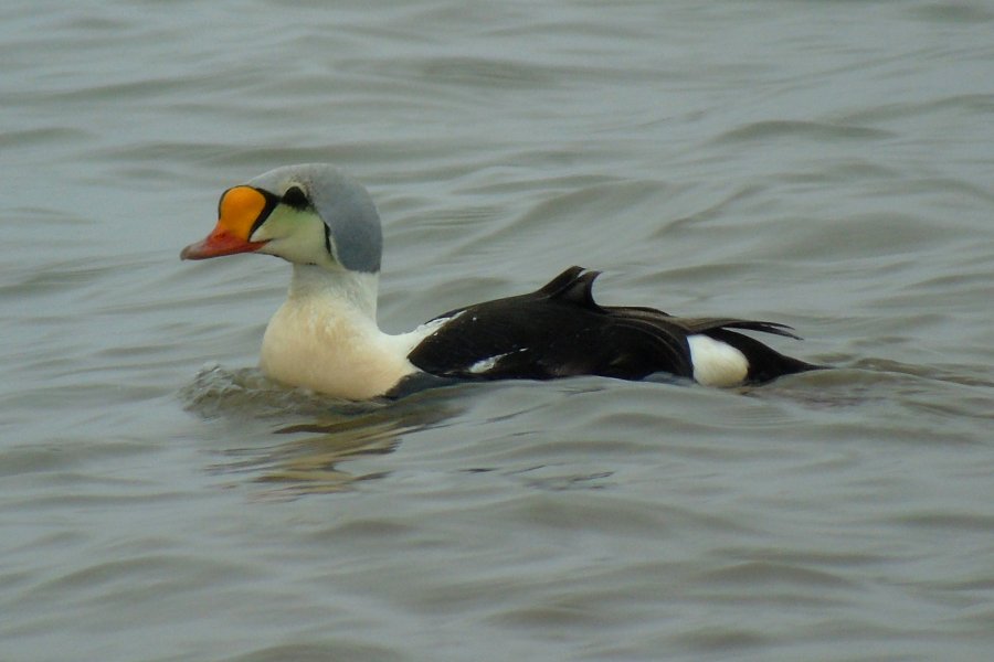 Hartlen Point, NS - May 28, 2017 - male