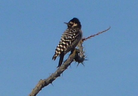 Boyce-Thompson Arboretum, Superior, AZ - Dec. 26, 2010 - female