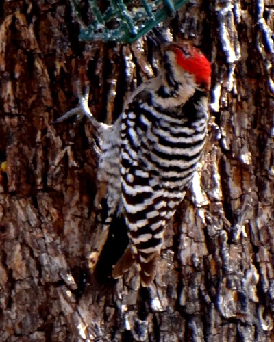 Bosque del Apache, NM - Dec. 20, 2011 - male