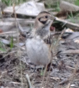 Grand Pre, NS - Dec. 2, 2013