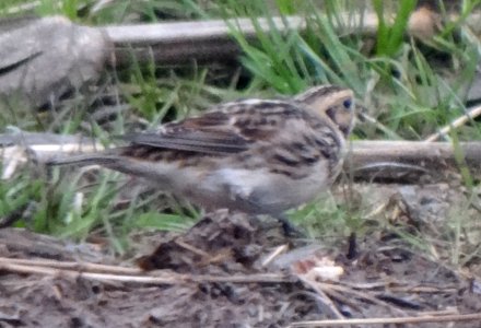 Grand Pre, NS - Dec. 2, 2013