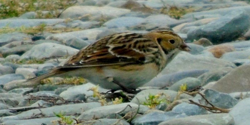 Pinkney's Point, NS - Nov. 12, 2015