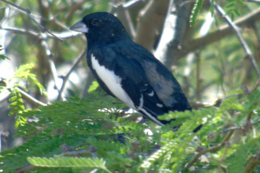 S of Gilbert, AZ - Apr. 20, 2016 - male nearly in breeding plumage