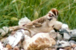 SE of Livermore, CA - May 3, 1980