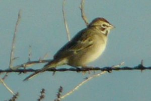 S of Eloy, AZ - Dec. 28, 2010