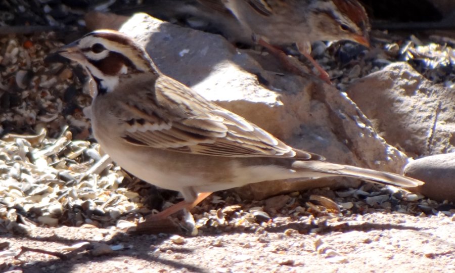 Ash Canyon, AZ - Apr. 16, 2013
