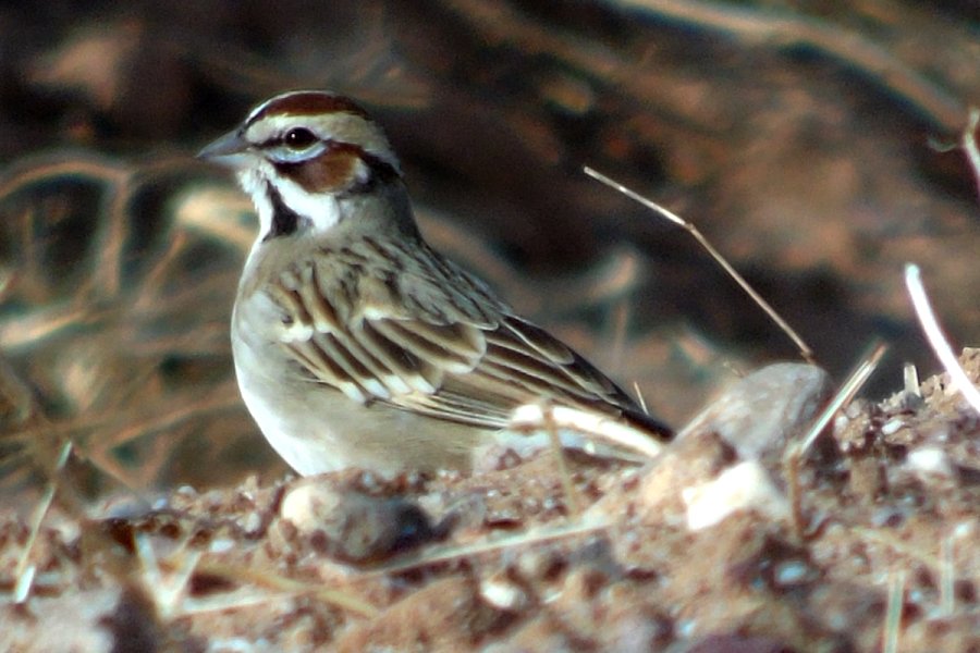 Santa Cruz Flats, AZ - Jan. 18, 2016
