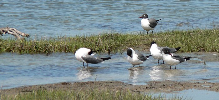 Assateague State Park, MD - May 20, 2007 - summer adults