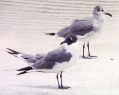 Fort Myers Beach, FL - May 8, 1985 - summer adult and transitional adult (right)