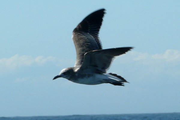 Off Brier Island, NS - September 5, 2010 - first winter in flight