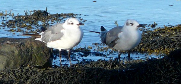 Brier Island, NS - September 5, 2010 - winter adults